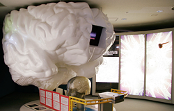 脳の拡大模型と脳のはたらき
